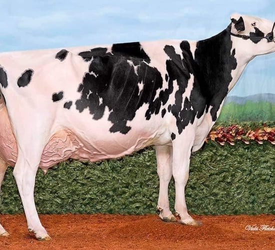 Irish breeders achieve 12,000gns at Black and White sale
