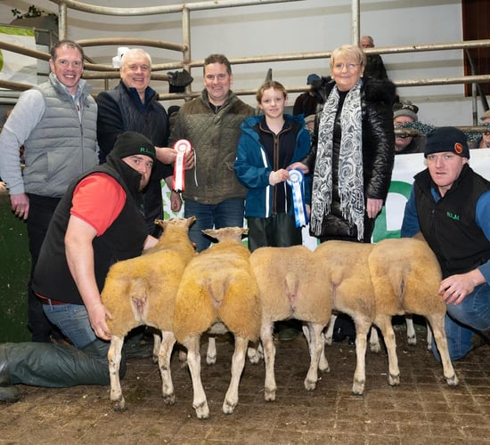 Raphoe Mart Christmas lamb show and sale sees prices top €285/head