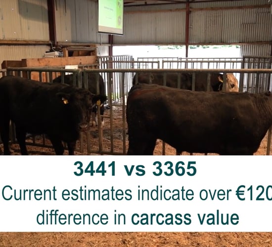 Watch: Thrive of high and low CBV Angus bullocks compared