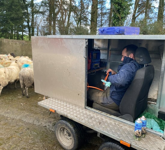 Early-lambing flocks scanning  poor but mid-season 'much better'