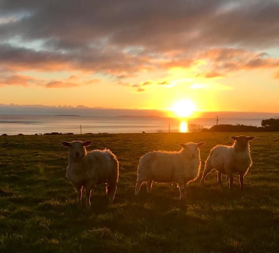Sheep trade: Prices stabilise as 2023 draws to a close