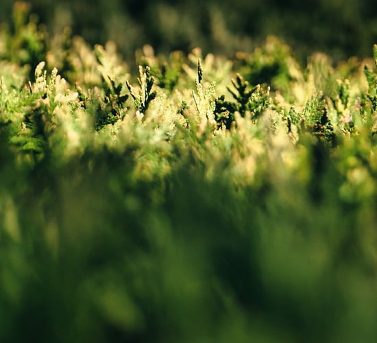 New bill which aims to 'protect hedgerows' to be launched