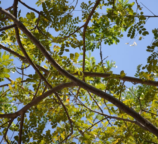 1,179 forestry licences issued in first 6 months of year