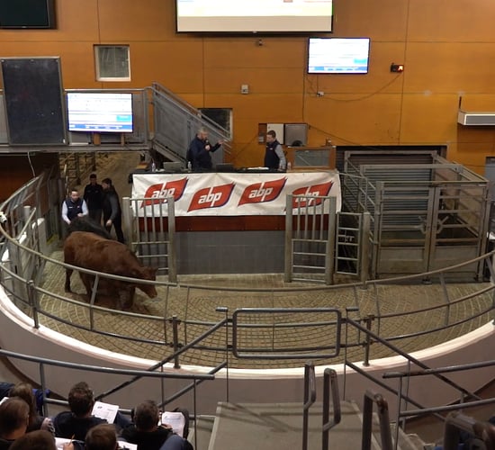 Watch: Dairy and beef farmers discuss calf quality at Fermoy event