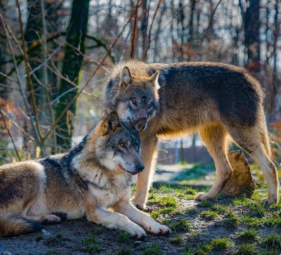 EU member states back plans to reduce protection status of wolves