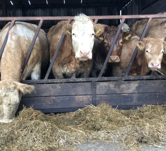 Pre-calver minerals for spring calving suckler herds
