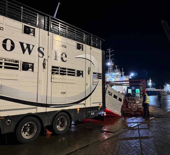 Video: First-ever full shipment of Irish dairy heifers exported