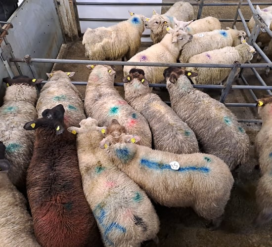 Sheep marts: Ewe lambs fetch €164/head at Ballinrobe Mart