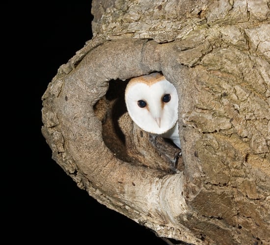 Survey shows barn owl population recovery in Cork