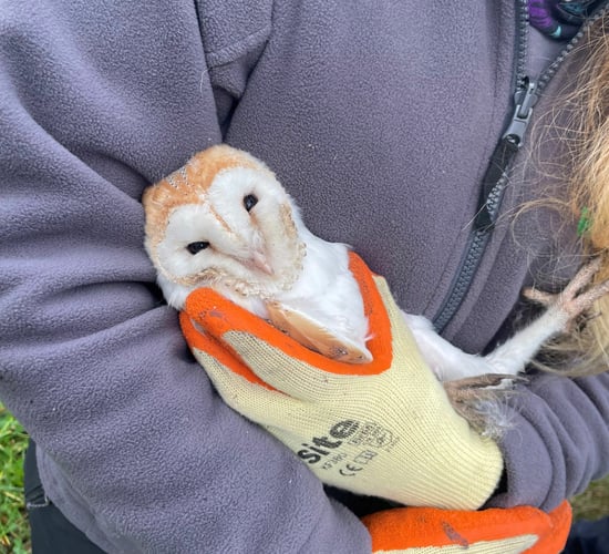 Barn owls in Down defy the odds with surprise winter brood