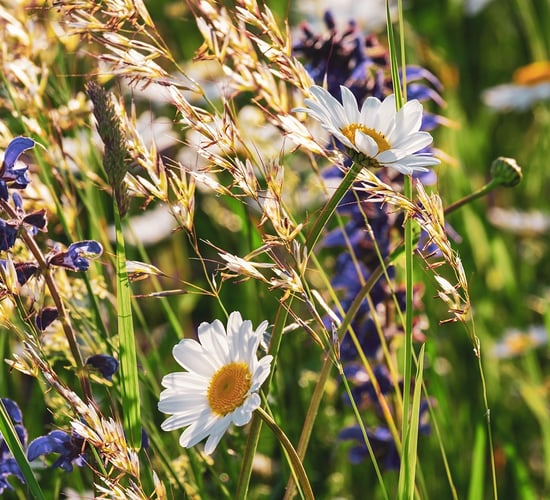 FAO: Genetic diversity of plants and forests at risk