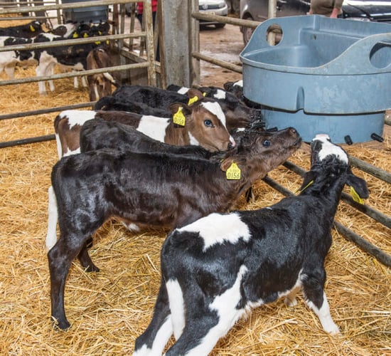 Calf rearing: The answer to all of your questions
