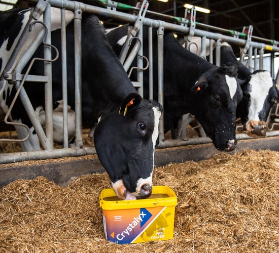 Unveiling the impact of supplements in spring calving