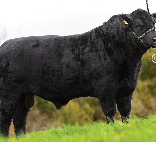 AI-bred dropped calves continue to secure premium price