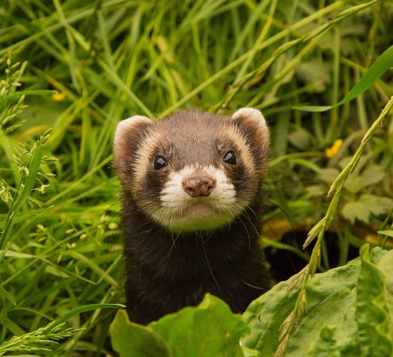 100 ferrets have been caught on Rathlin Island