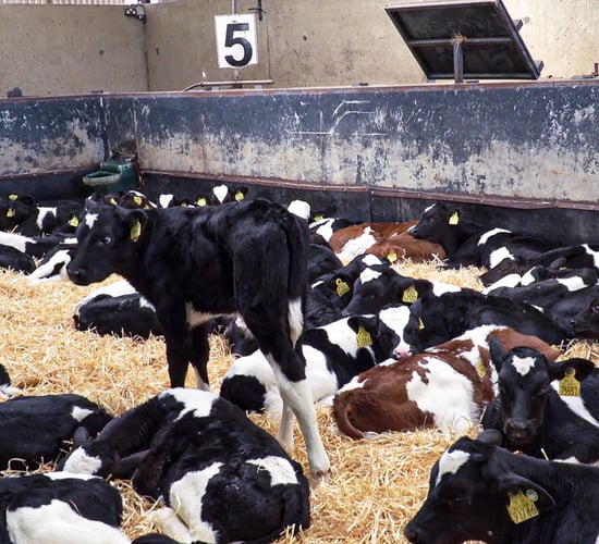 Calf exporters seek co-op support to fly calves to Europe