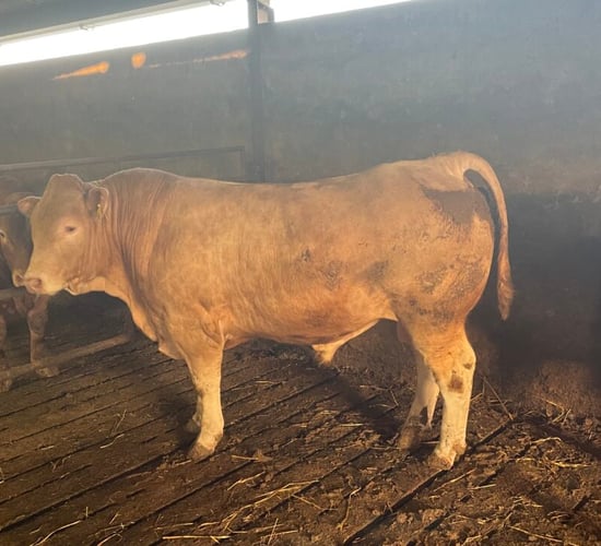 Beef kill: Young bull supplies in decline but overall kills up