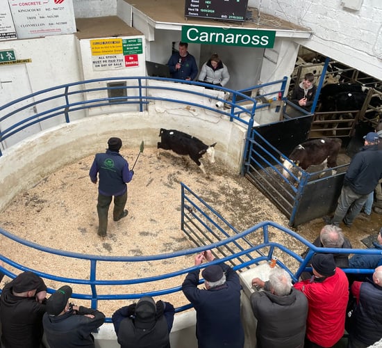 Mart report: Monday calf and bullock sales at Carnaross