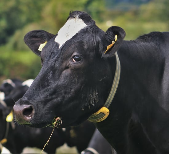 Heat detection: 'Every missed heat is milk missing from the tank'