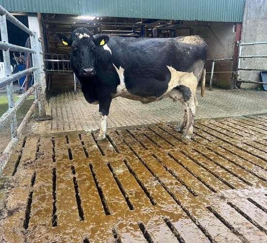 Carnew Mart dairy sale brings top price of €2,100