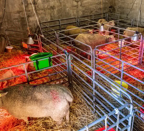 A comprehensive guide to a productive lambing season