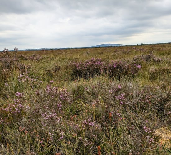 International Bog Day to be marked by event in Kildare