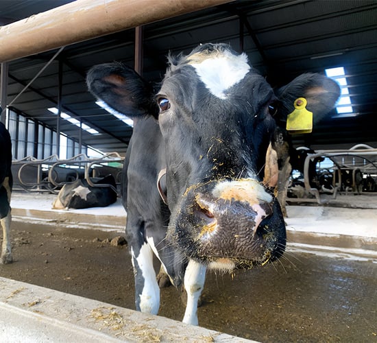 BVD positives at lowest rate in Northern Ireland