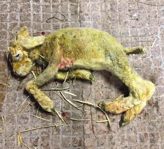 'Spike' in Schmallenberg virus cases across the UK