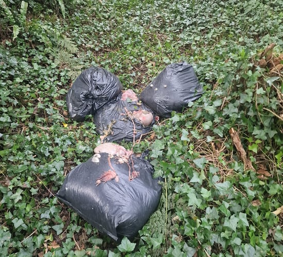 Dismembered sheep carcasses dumped in Meath bog