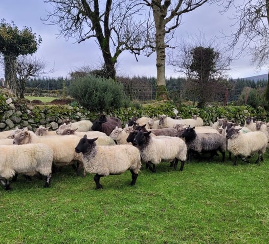 Dispersal sale of 500 in-lamb ewes set for Tullow Mart