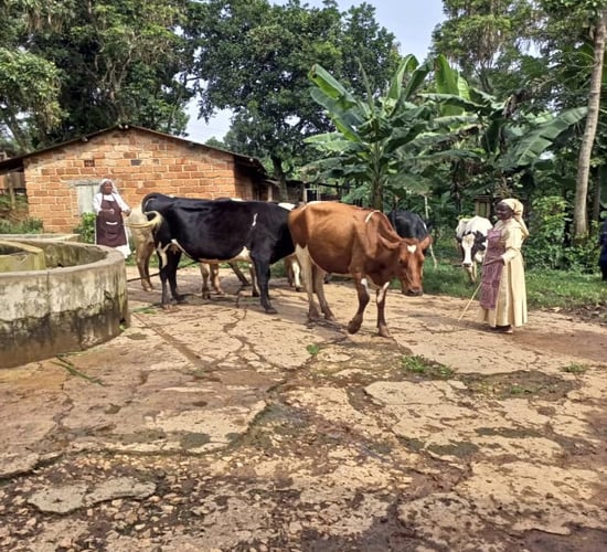 Hospice chair and Longford farmer help Central African nuns