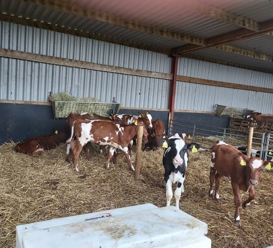 Calf feeding system at Buxton dairy farm aids rumen development