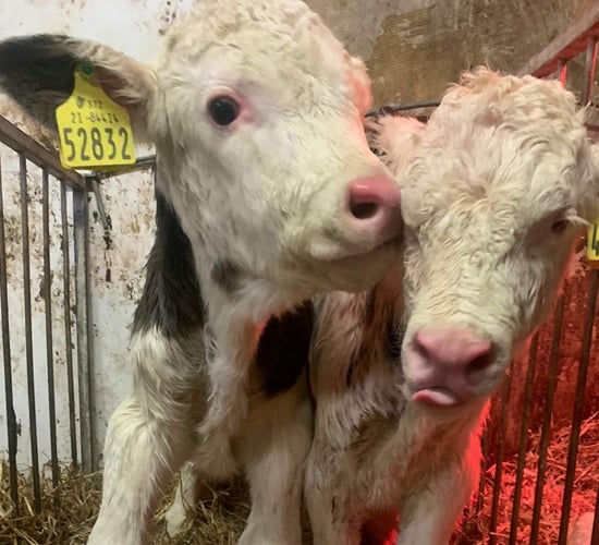 Watch: Different breed twins born to same cow on Galway dairy farm