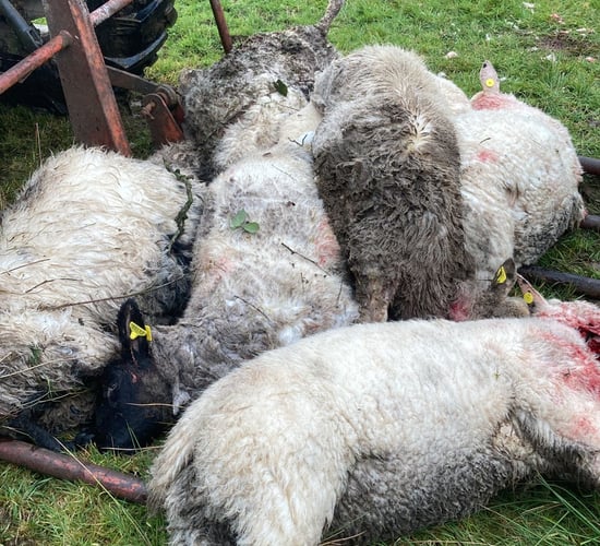 Graphic: Kerry dog attack leaves 10 sheep dead with more missing