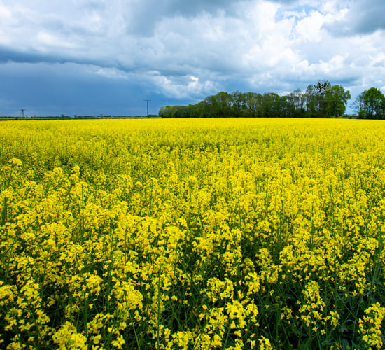 'Strongest set' of oilseed rape pest management strategies released