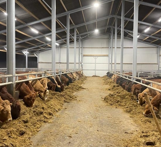 Factory quotes: How are the winter beef finishers faring?