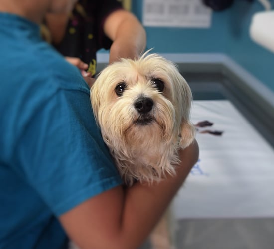 DAFM spends €815,000 on 'controlling risk' from Ukrainian pets