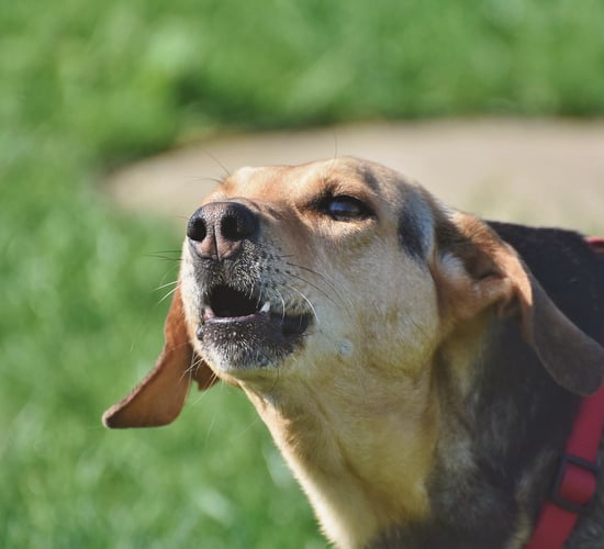 Heydon called on to secure full resources in budget for dog control