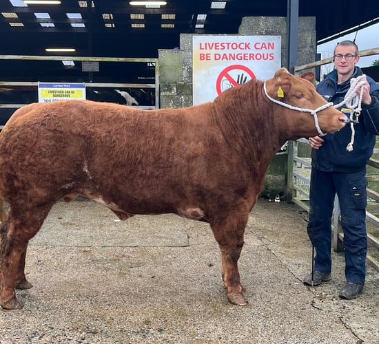 Mart report: 14 bullocks make €3,000 or more at Carnew