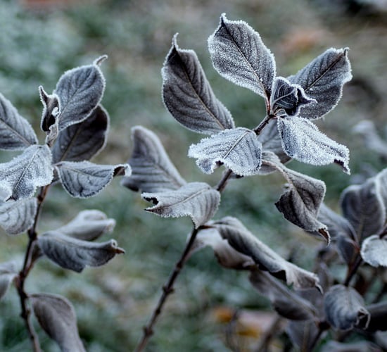 Met Éireann issues low temperature and ice warning