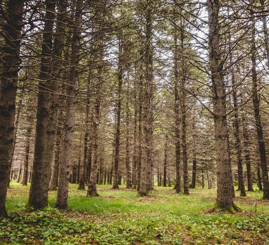 Midterm review of Forestry Programme to take place - minister