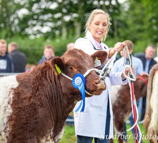 Irish Shorthorn cattle society announces new president