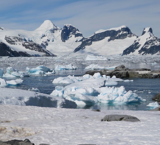 Bird flu detected in sub-Antarctic mammals for first time