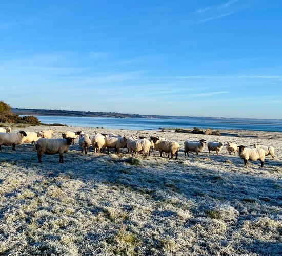 Sheep trade: Lamb and ewe prices rise by 10c/kg