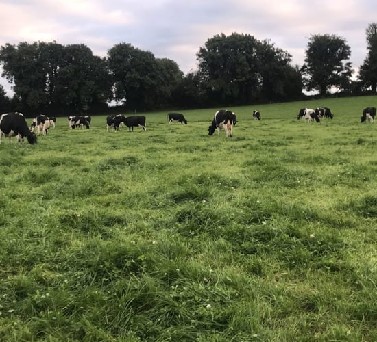 Grass growth sees a slight improvement this week