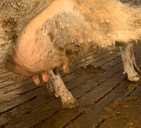 Keeping E. coli mastitis at bay in freshly-calved cows