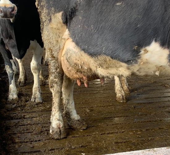 ICMSA: Irish milk prices 'bumping along the bottom'