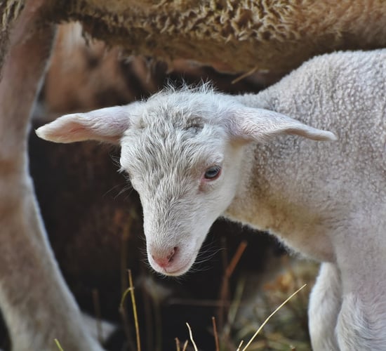 Gardaí warn dog owners that farmers can shoot animals 'worrying' sheep