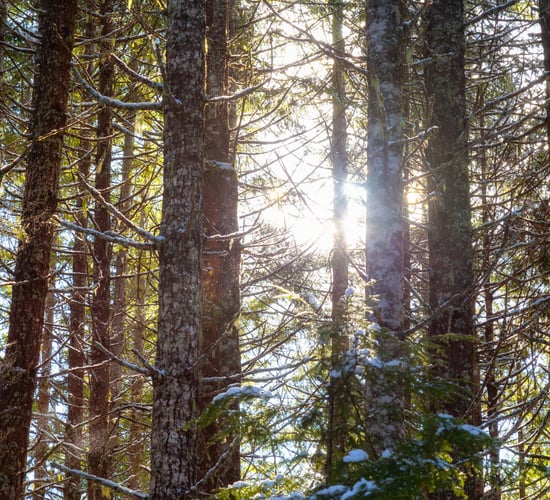 EU agri ministers approve new 'forest monitoring framework'