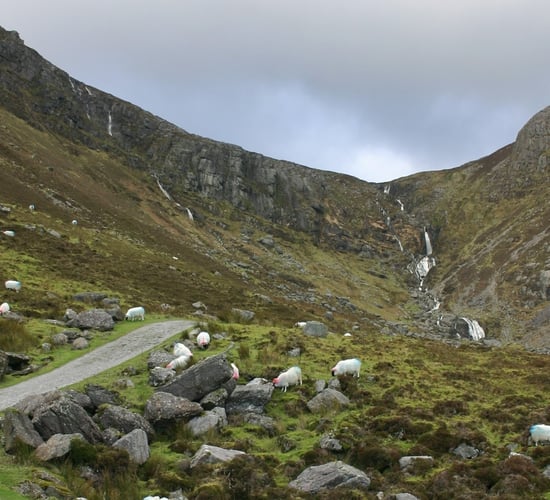 Two sheep attacks in one week for Comeragh Mountains farmer